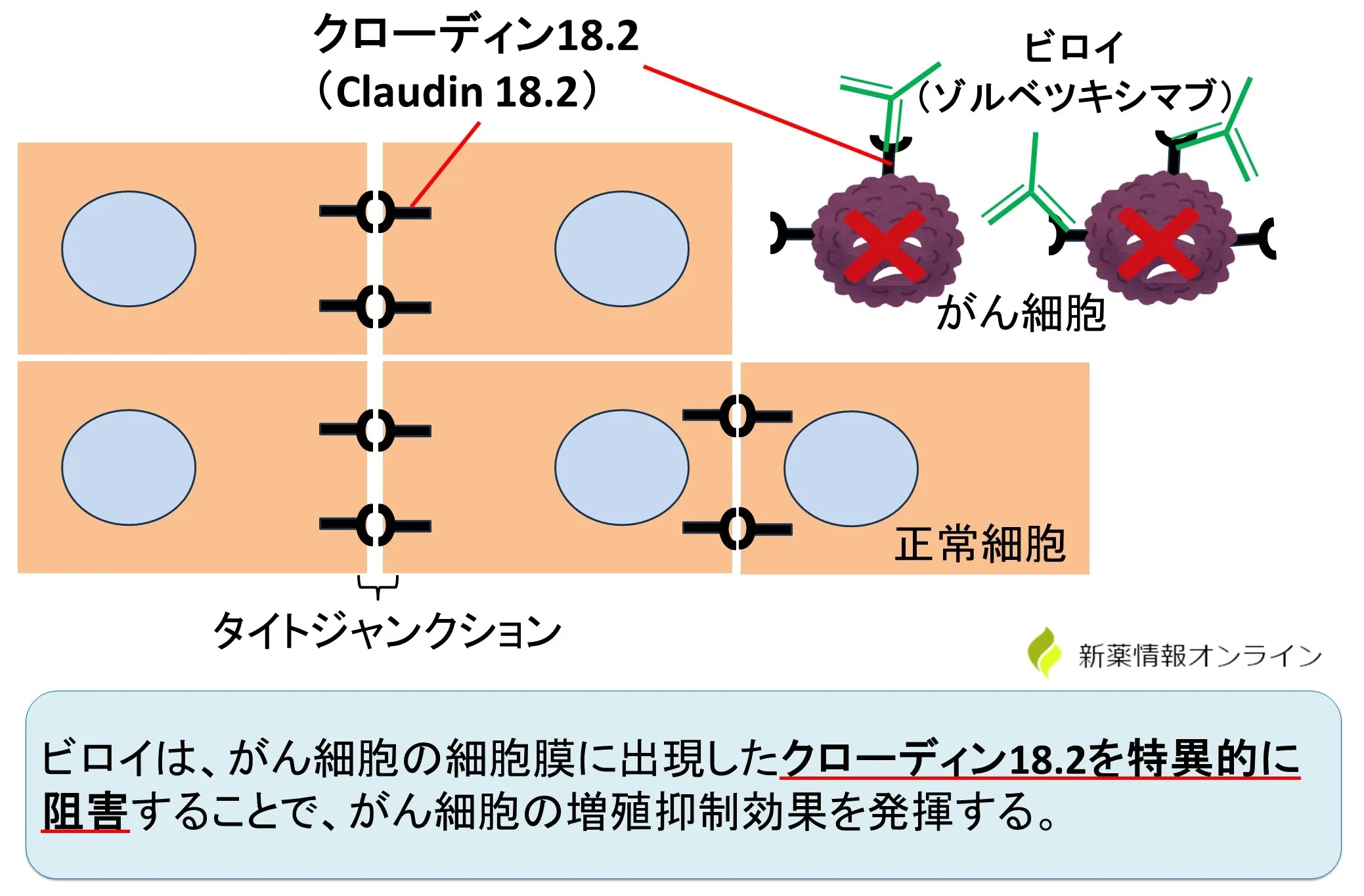 ビロイ（ゾルベツキシマブ）の作用機序：Claudin 18.2（クローディン18.2）を特異的に認識する抗体薬