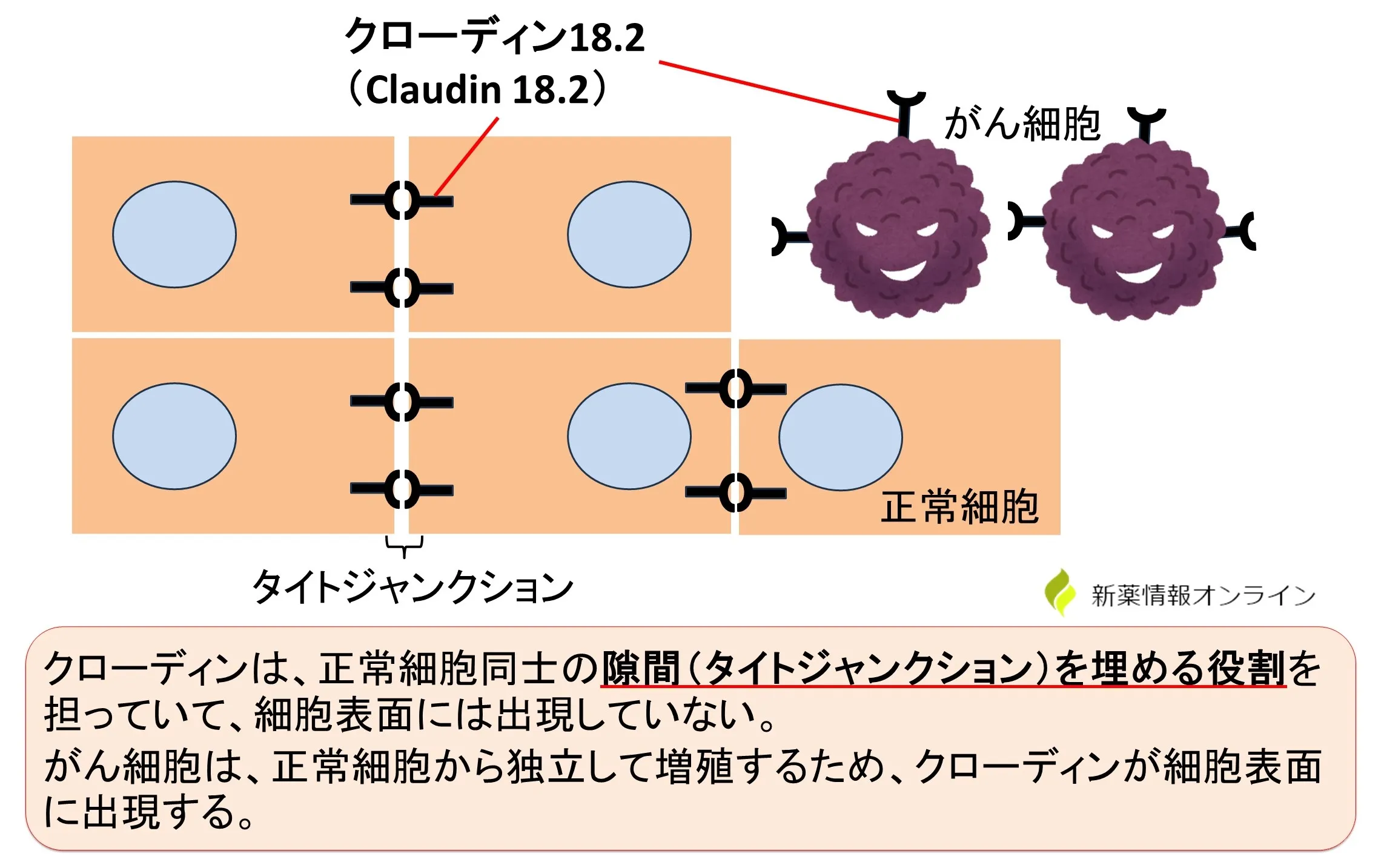 癌細胞におけるClaudin 18.2（クローディン18.2）とタイトジャンクションの役割