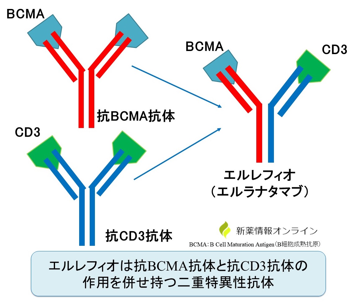 エルレフィオ（エルラナタマブ）の構造：BCMAとCD3と共に結合可能な二重特異性抗体薬