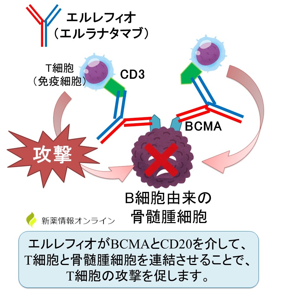 エルレフィオ（エルラナタマブ）の作用機序：骨髄腫細胞のBCMAと免疫細胞のCD3を架橋することで、骨髄腫細胞を攻撃する