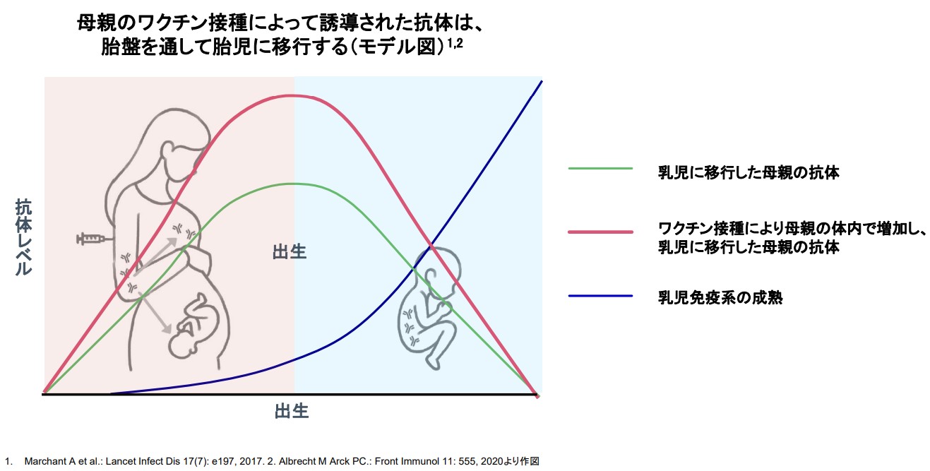 アブリスボによる母子免疫の仕組み