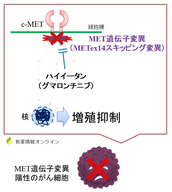 テプミトコ（テポチニブ）の作用機序：c-MET阻害薬