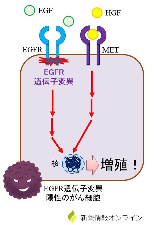 非小細胞肺がんにおけるEGFRとMET