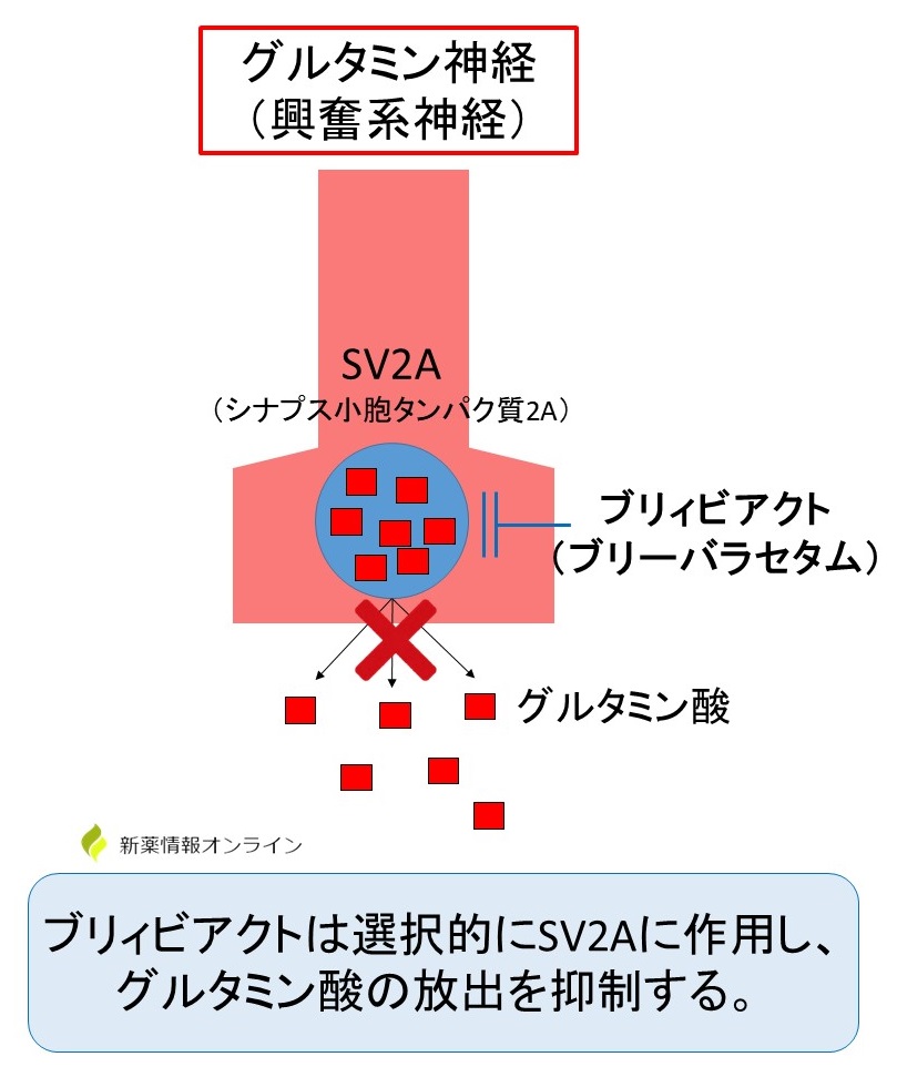 ブリィビアクト（ブリーバラセタム）の作用機序：SV2Aに作用し、グルタミン酸の放出を抑制する。イーケプラ（レベチラセタム）と同様の作用機序を有する。