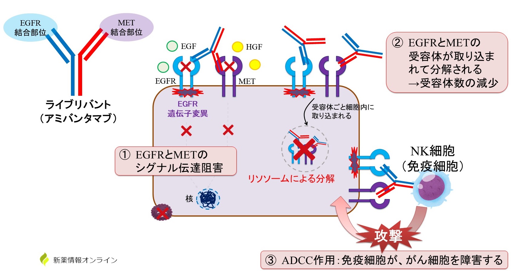 ライブリバント（アミバンタマブ）の作用機序：EGFR/MET二重特異性抗体