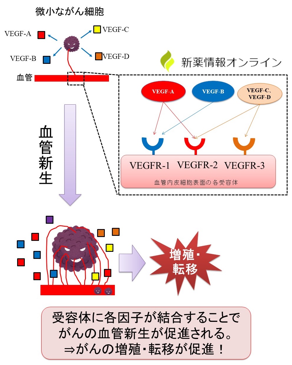 がんの血管新生と、関連する血管増殖因子（VEGF）と受容体（VEGFR）