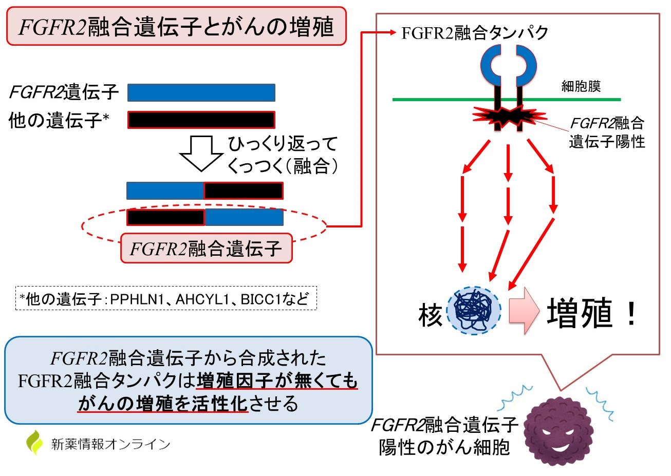 FGFR2融合遺伝子とがん細胞