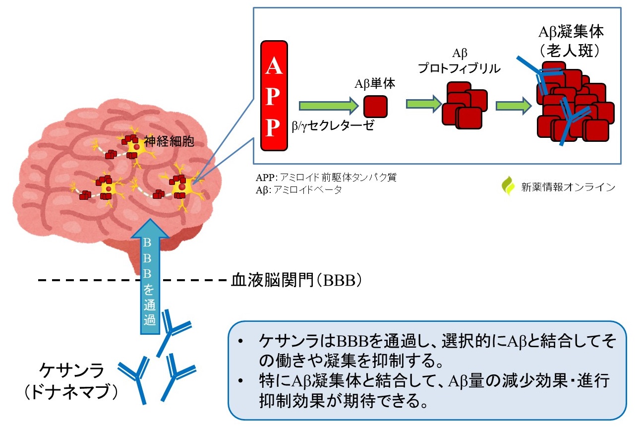 ケサンラ（ドナネマブ）の作用機序と特徴：BBBを通過する抗Aβ抗体