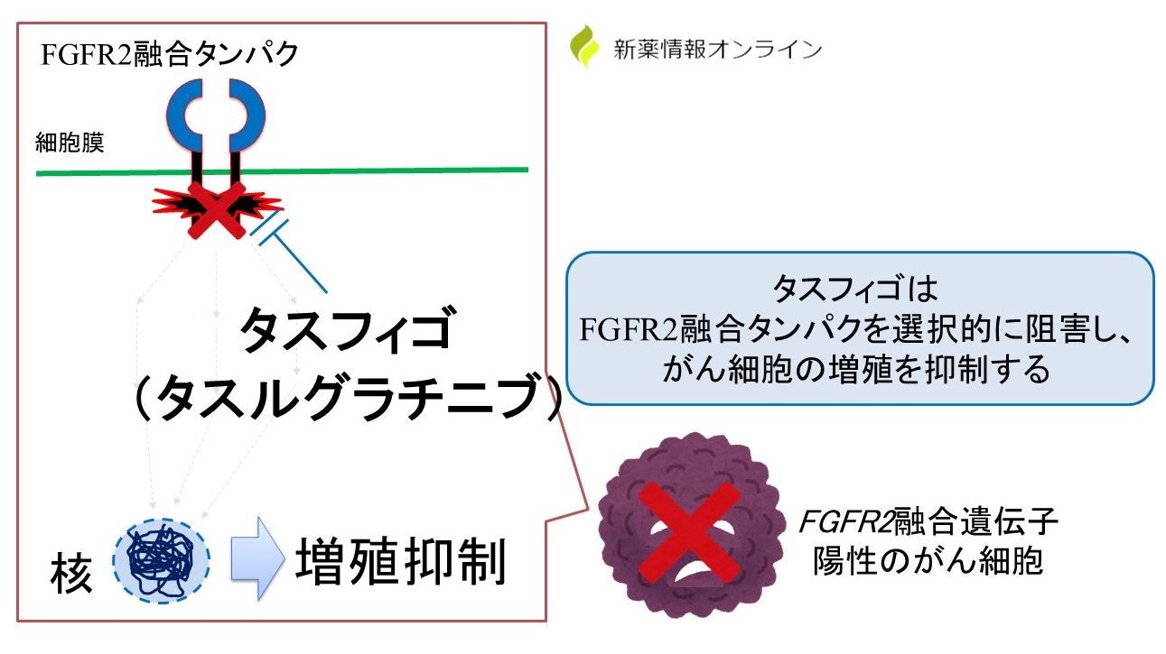 タスフィゴ（タスルグラチニブ）の作用機序｜FGFR1、FGFR2、FGFR3を選択的に阻害する