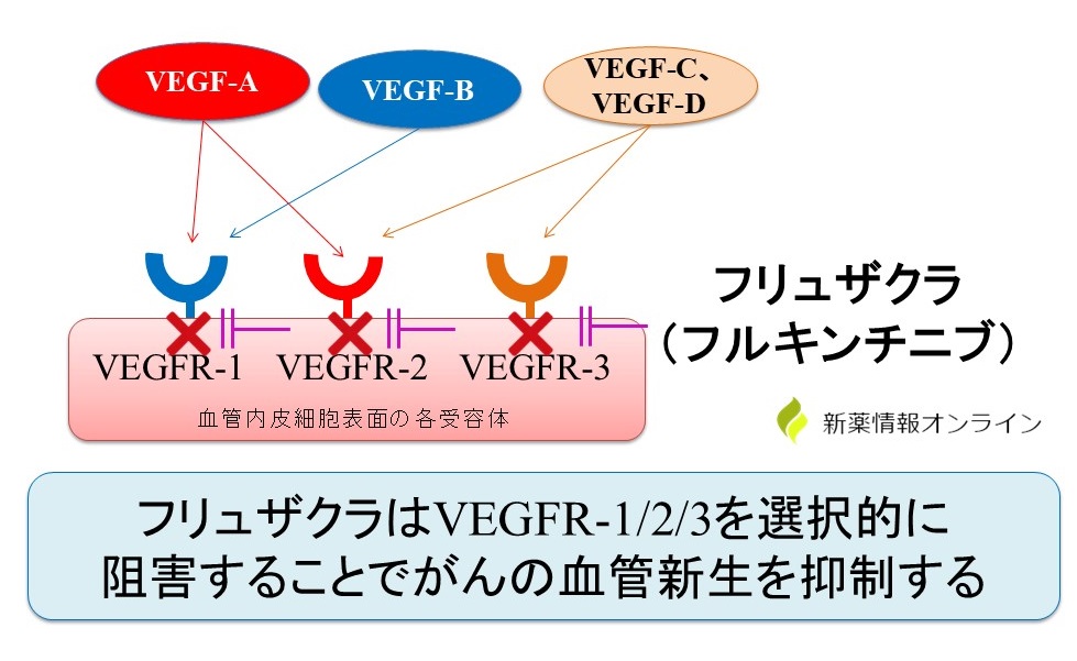 フリュザクラ（フルキンチニブ）の作用機序：VEGFR-1/2/3の選択的阻害薬（経口薬）