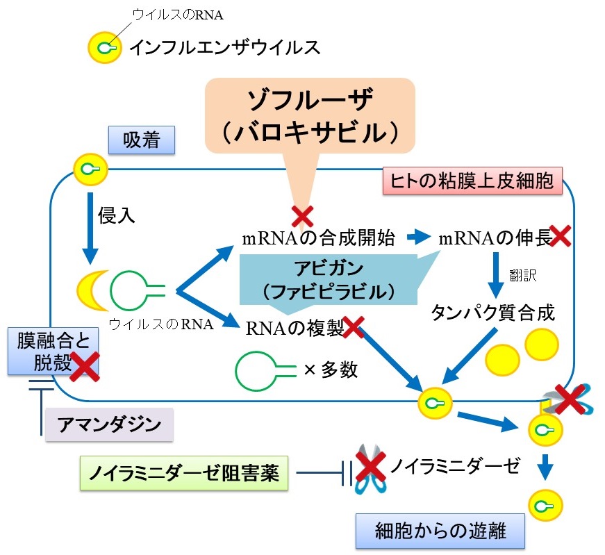 インフルエンザ治療薬の作用機序まとめ