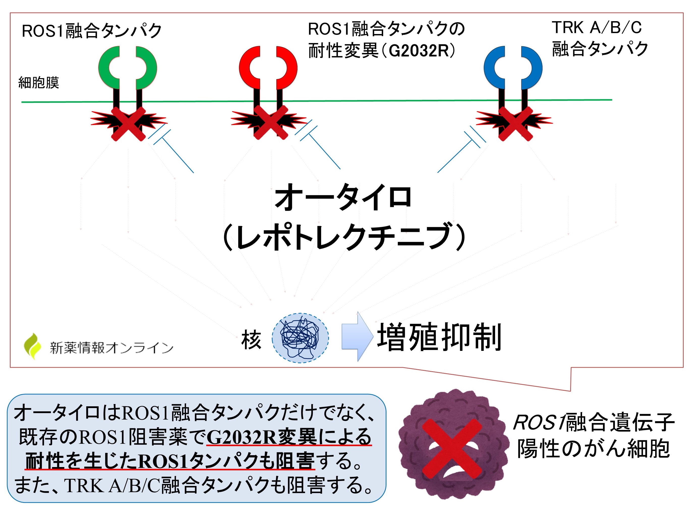 オータイロ（レポトレクチニブ）の作用機序：G2032R変異にも効果が期待