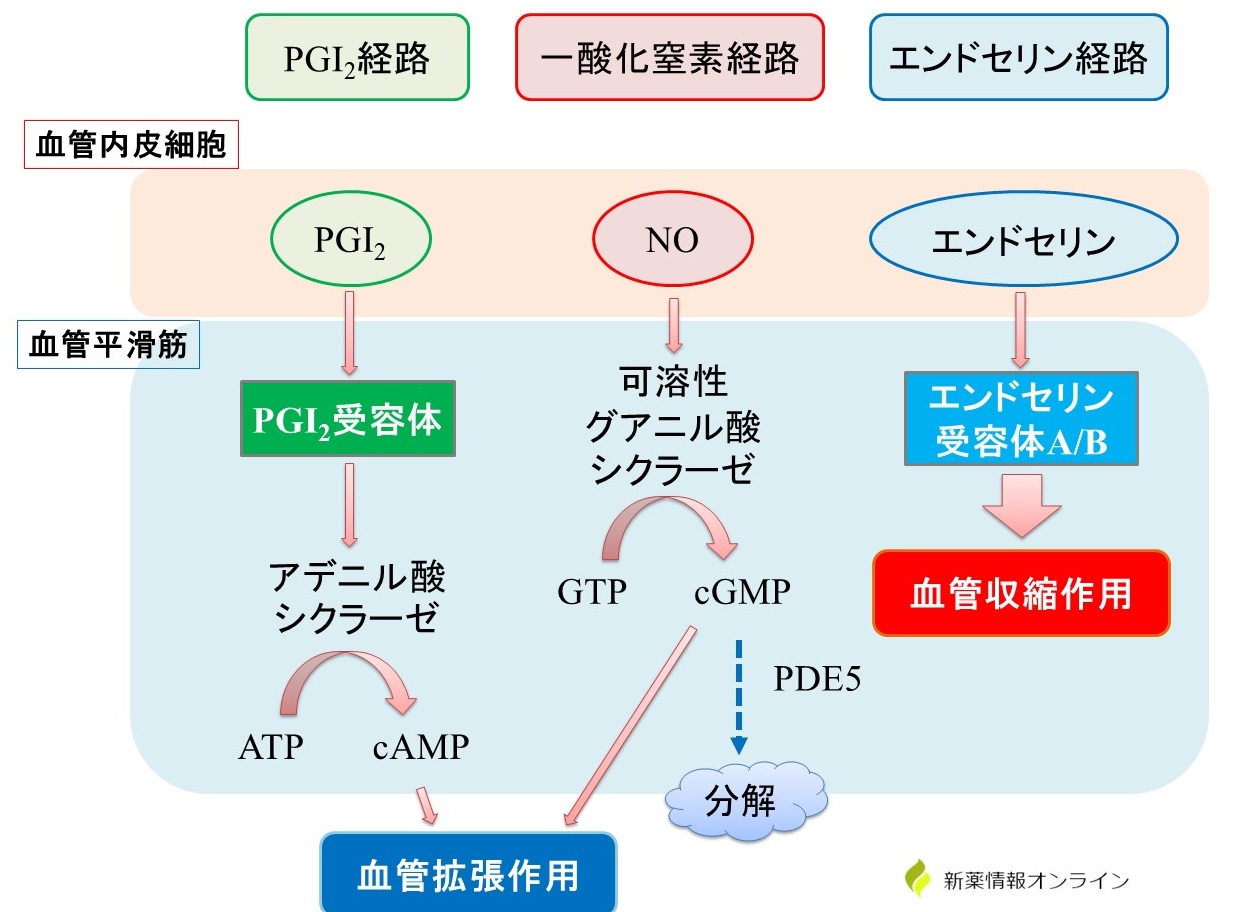 肺高血圧症に関わる因子と3つの経路