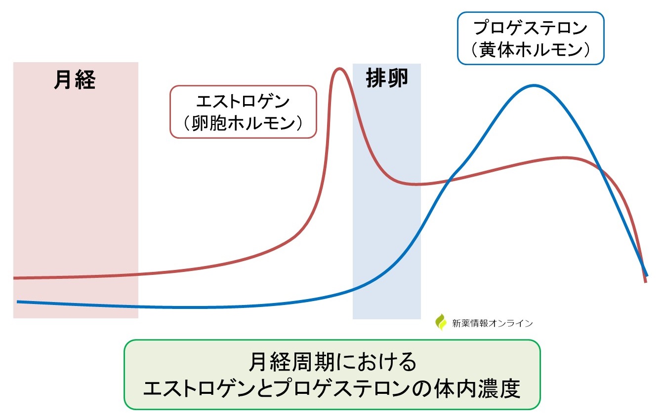 ホルモン（エストロゲンとプロゲステロン）の体内濃度の変動