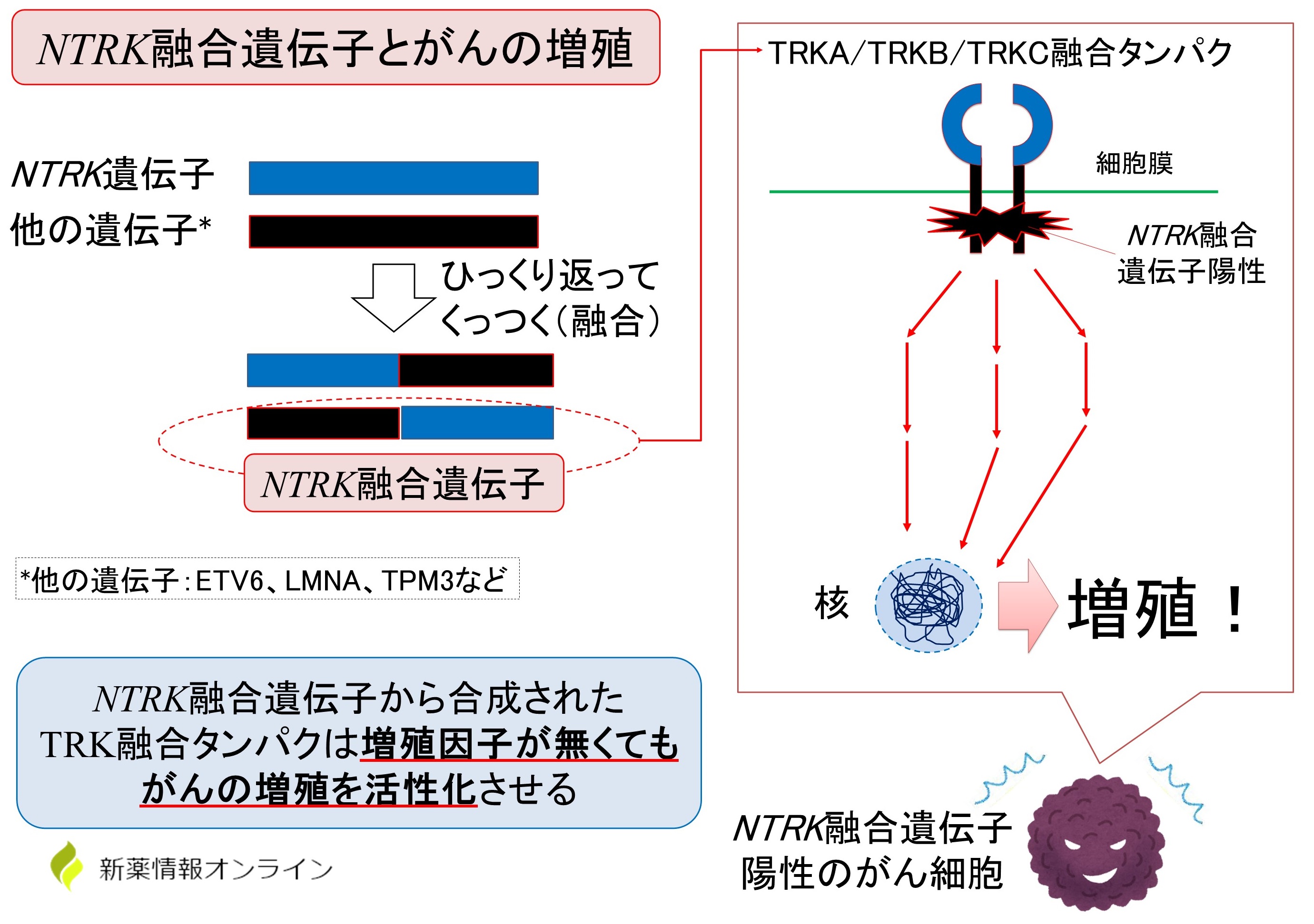 NTRK融合遺伝子とがんの増殖機構