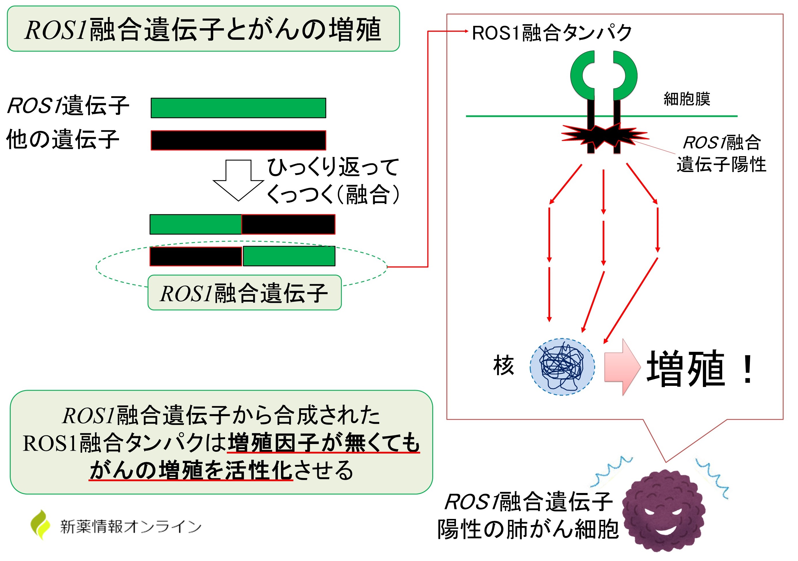 ROS1融合遺伝子とROS1融合タンパク