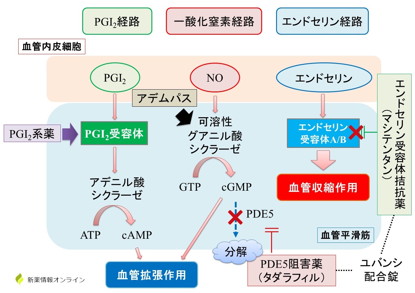 ユバンシ（マシテンタン/タダラフィル）の作用機序