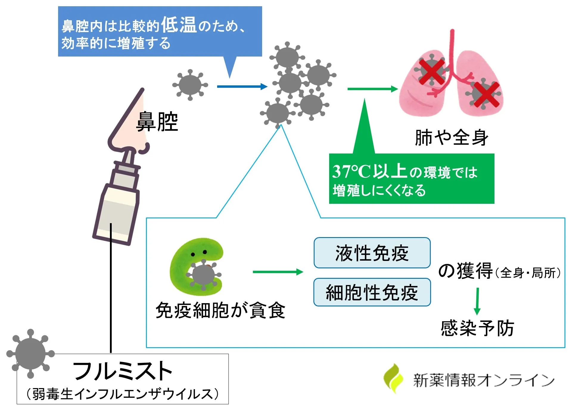 フルミスト点鼻液の作用機序・特徴