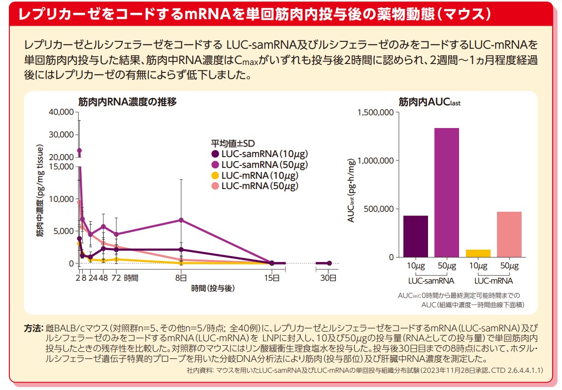 レプリコンワクチンによるmRNA量は2週間から1か月経過後に低下する