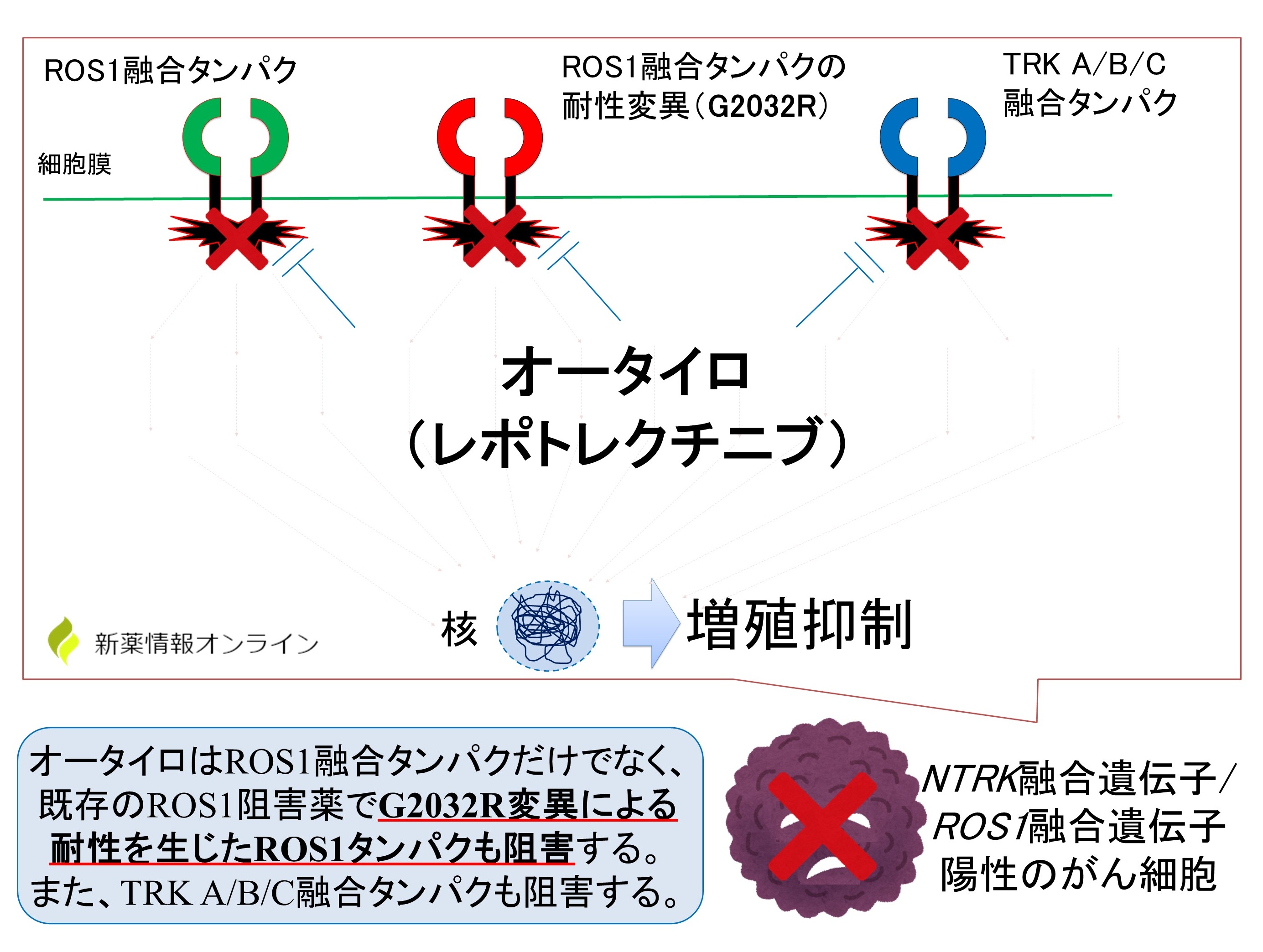 オータイロ（レポトレクチニブ）の作用機序：G2032R変異にも効果が期待