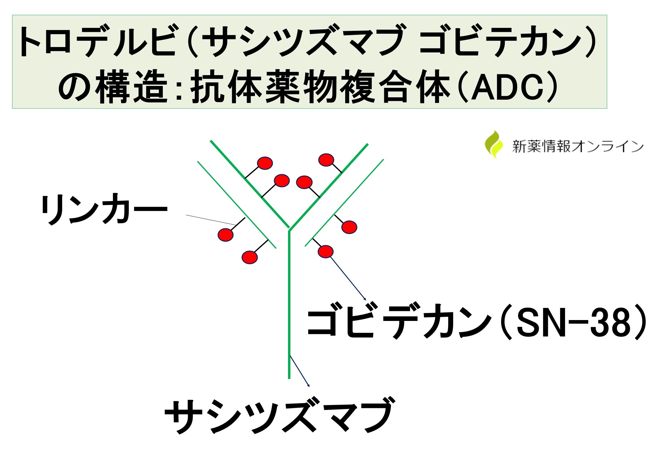 トロデルビ（サシツズマブ ゴビテカン）の構造：抗体薬物複合体（ADC）