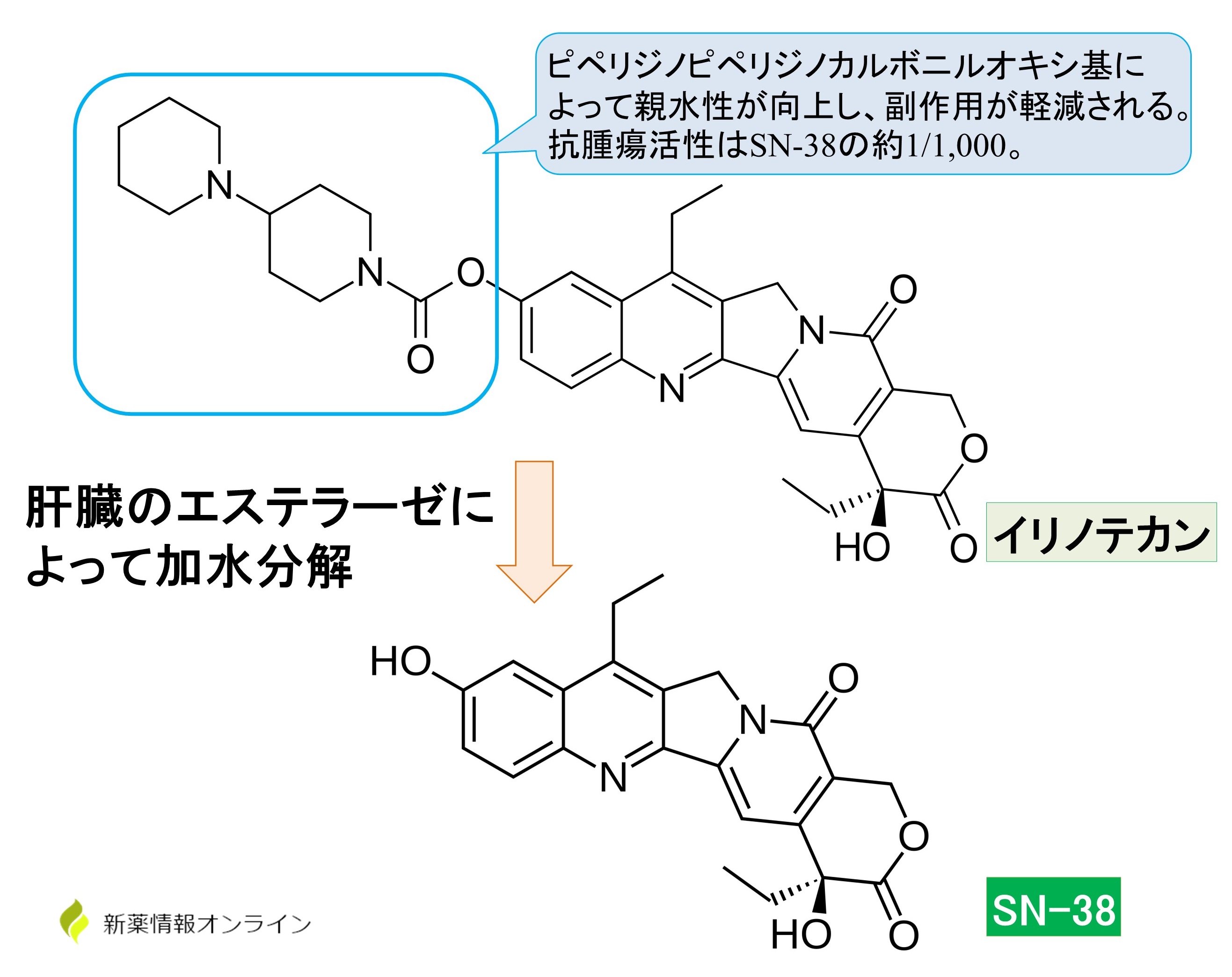 イリノテカンとSN-38の関係：イリノテカンは、肝臓のエステラーゼによって加水分解されて活性代謝物のSN-38に変換されるプロドラッグである