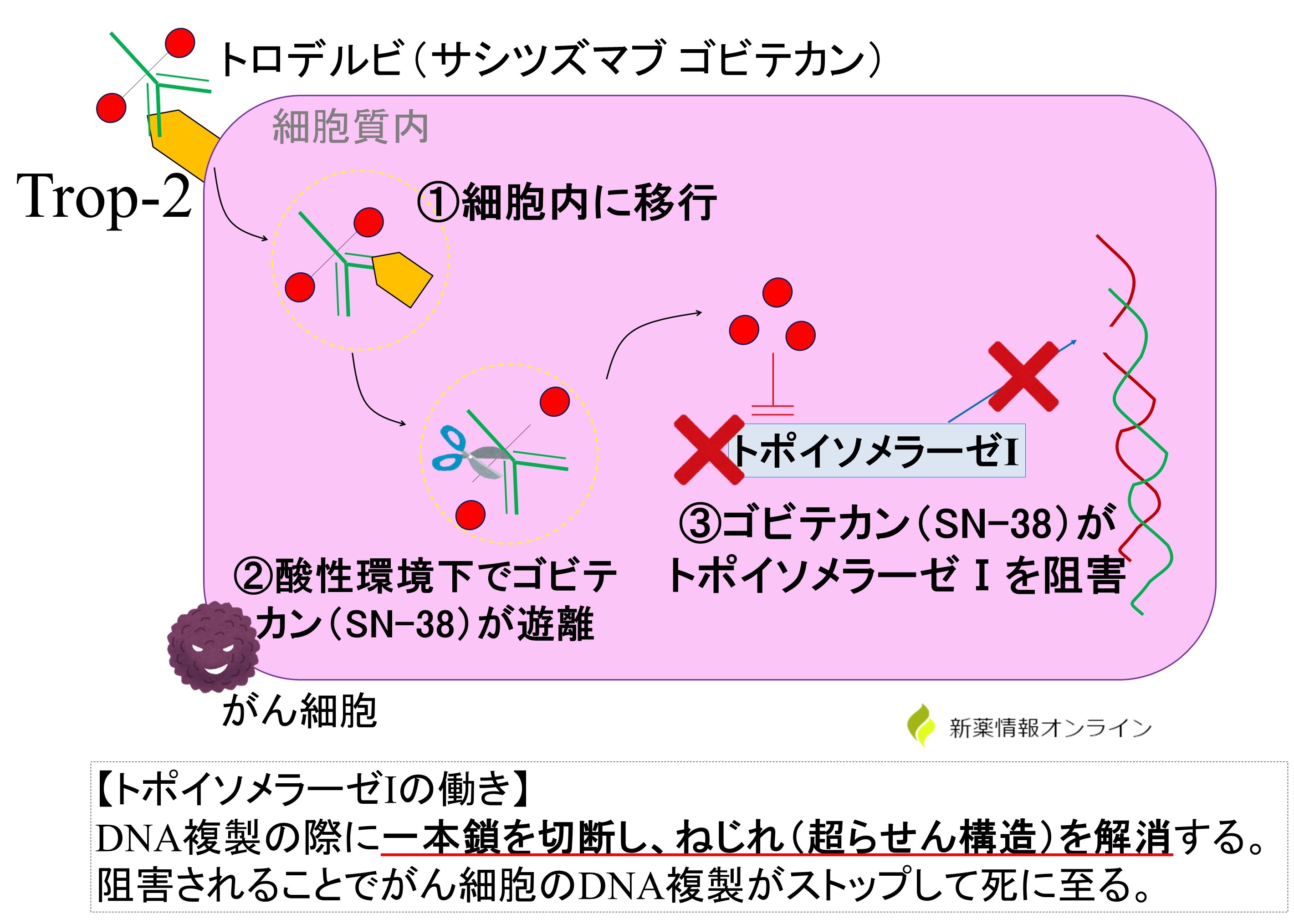 トロデルビ（サシツズマブ ゴビテカン）の作用機序・特徴