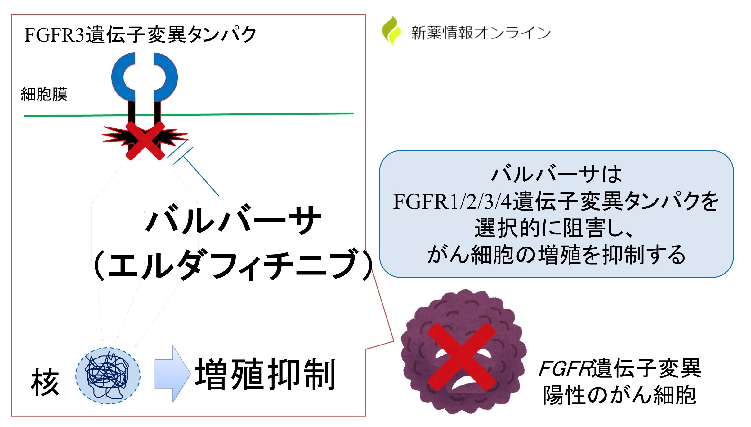 バルバーサ（エルダフィチニブ）の作用機序：FGFR阻害薬