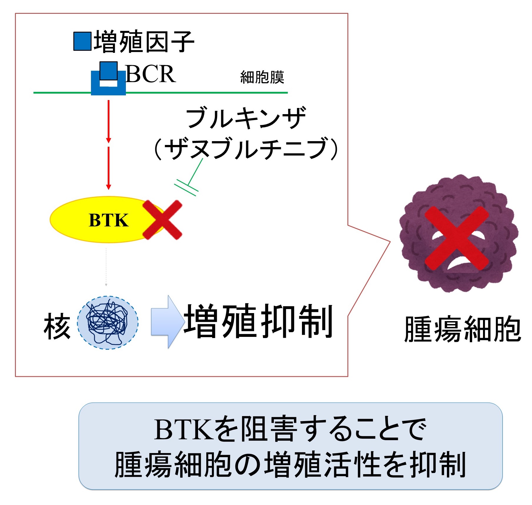 ブルキンザ（ザヌブルチニブ）の作用機序