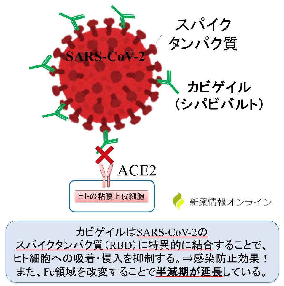 カビゲイル（シパビバルト）の作用機序・特徴