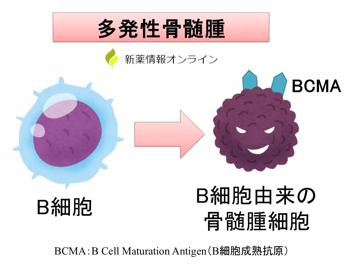 BCMAとは、多発性骨髄腫の骨髄腫細胞が有している細胞表面抗原である。