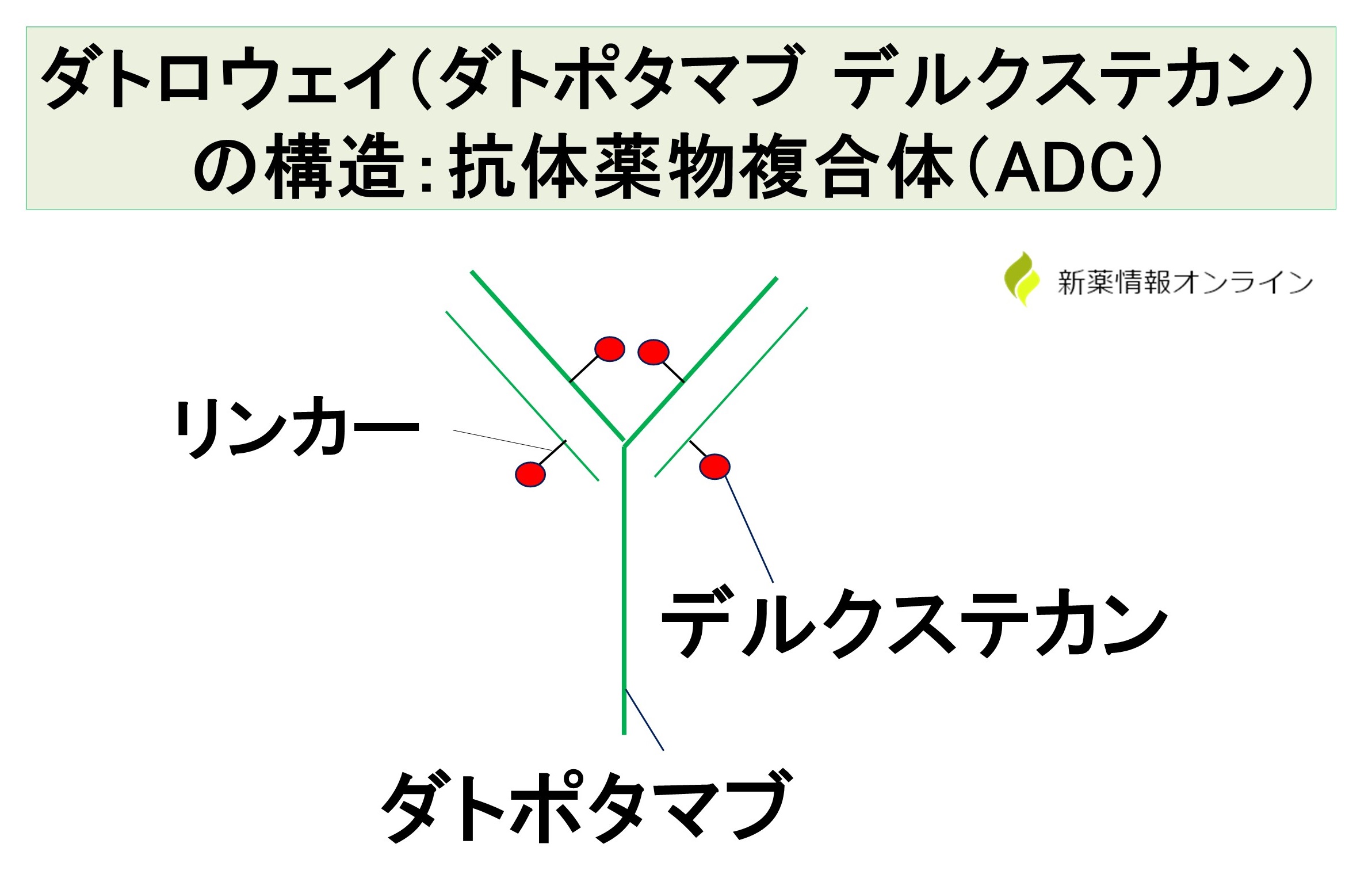 ダトロウェイ（ダトポタマブ デルクステカン）の構造：抗体薬物複合体（ADC）