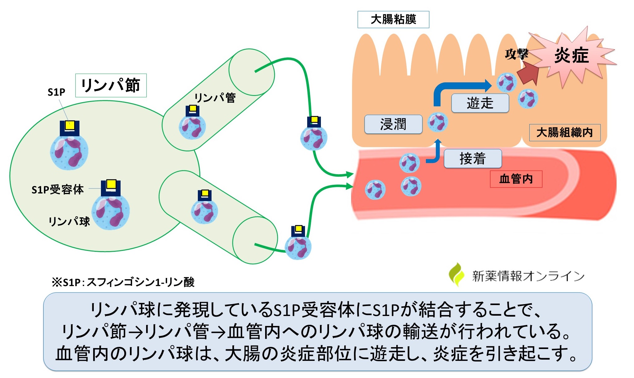 S1P受容体は、リンパ球がリンパ節から血中・組織に移行する際に重要な役割を担う。