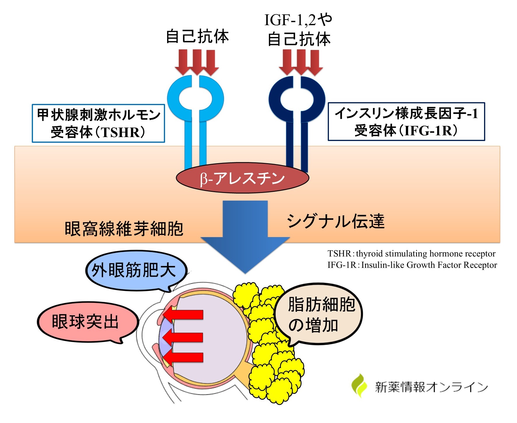 甲状腺眼症におけるTSHRやIFG-1Rと自己抗体の関連性