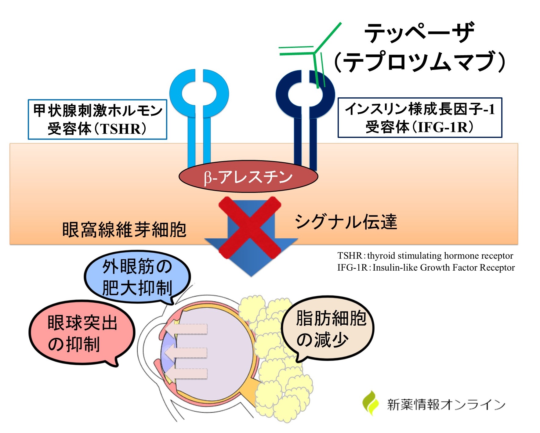 テッペーザ（テプロツムマブ）の作用機序：ヒト型IGF-1Rモノクローナル抗体であり、IGF-1Rの下流の細胞内シグナル伝達を阻害します。