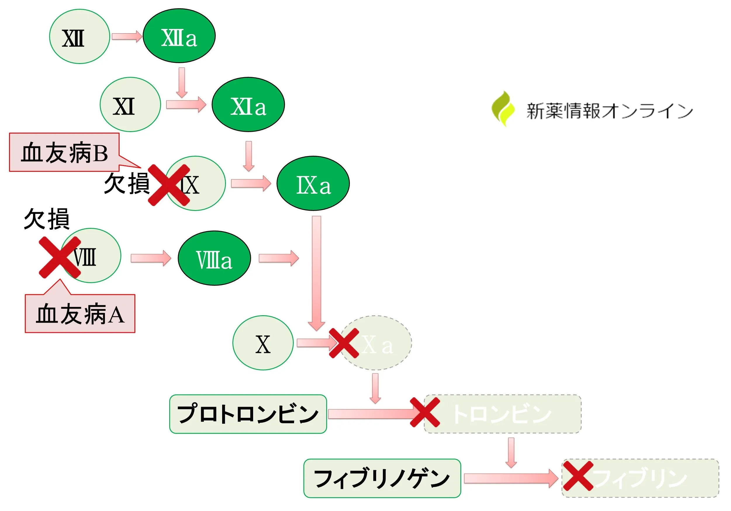 血友病の病態