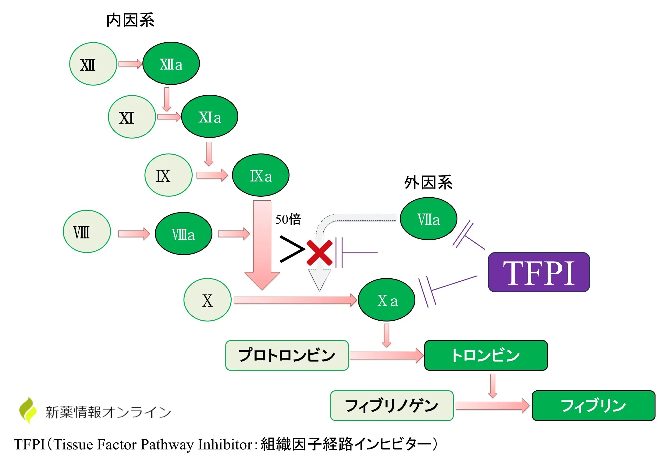 血液凝固反応（カスケード）における内因系と外因系の役割：TFPIは内因系のⅦaとⅩaに結合することでその活性を抑制しているタンパク質である