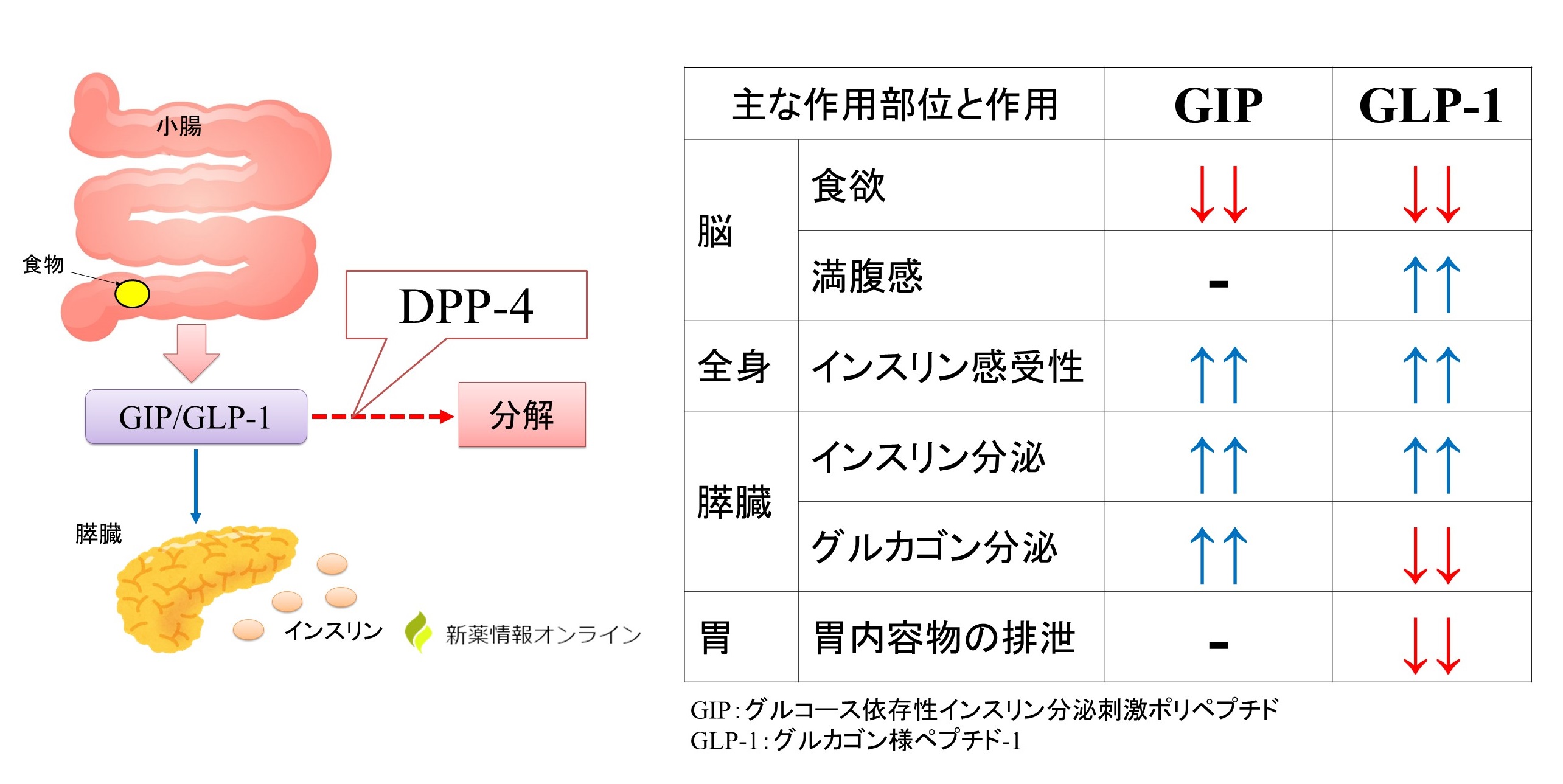 インスリンの作用とGIP/GLP-1：GIPはGLP-1よりも作用が強力