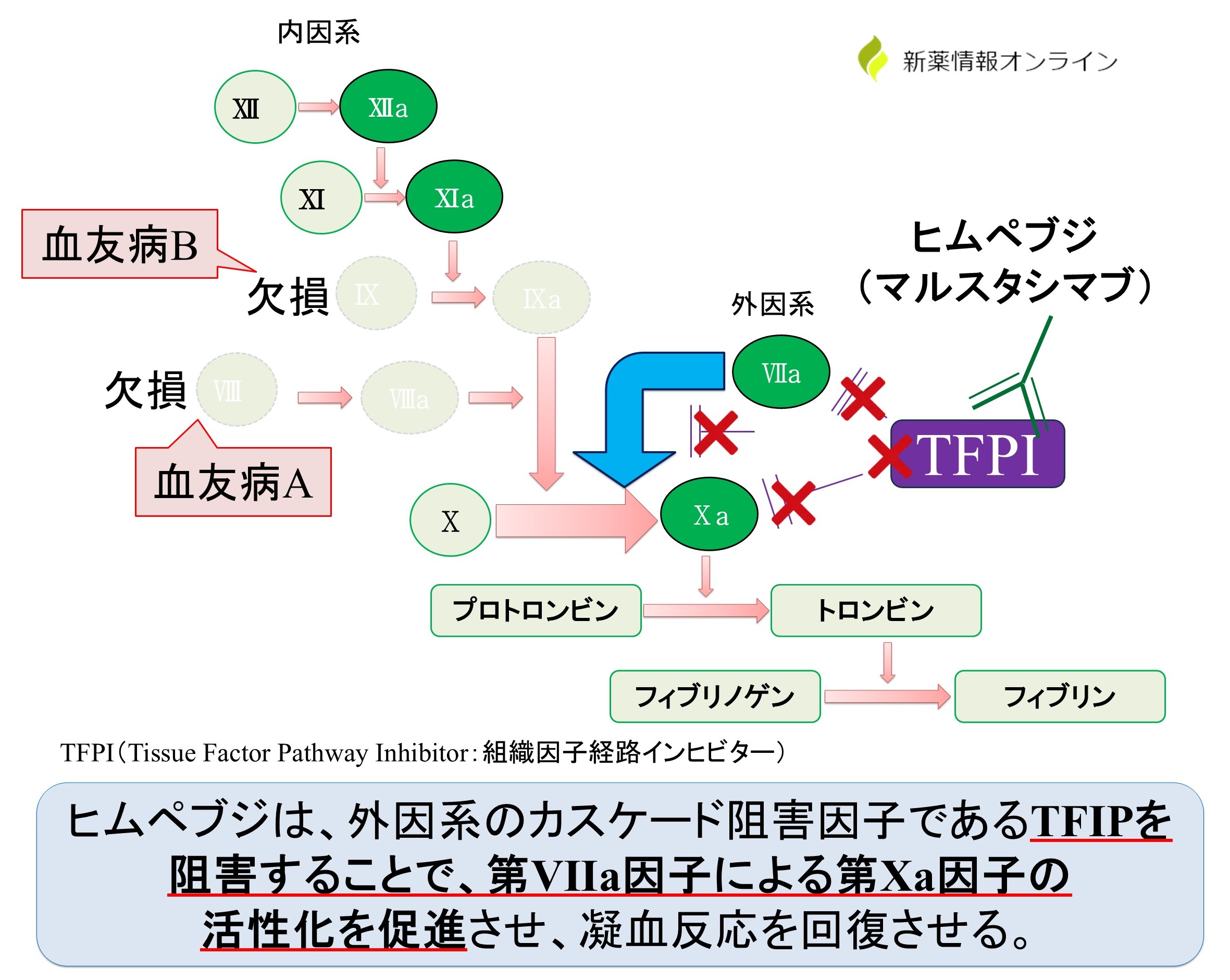 ヒムペブジ（マルスタシマブ）の作用機序：抗TFPI抗体薬