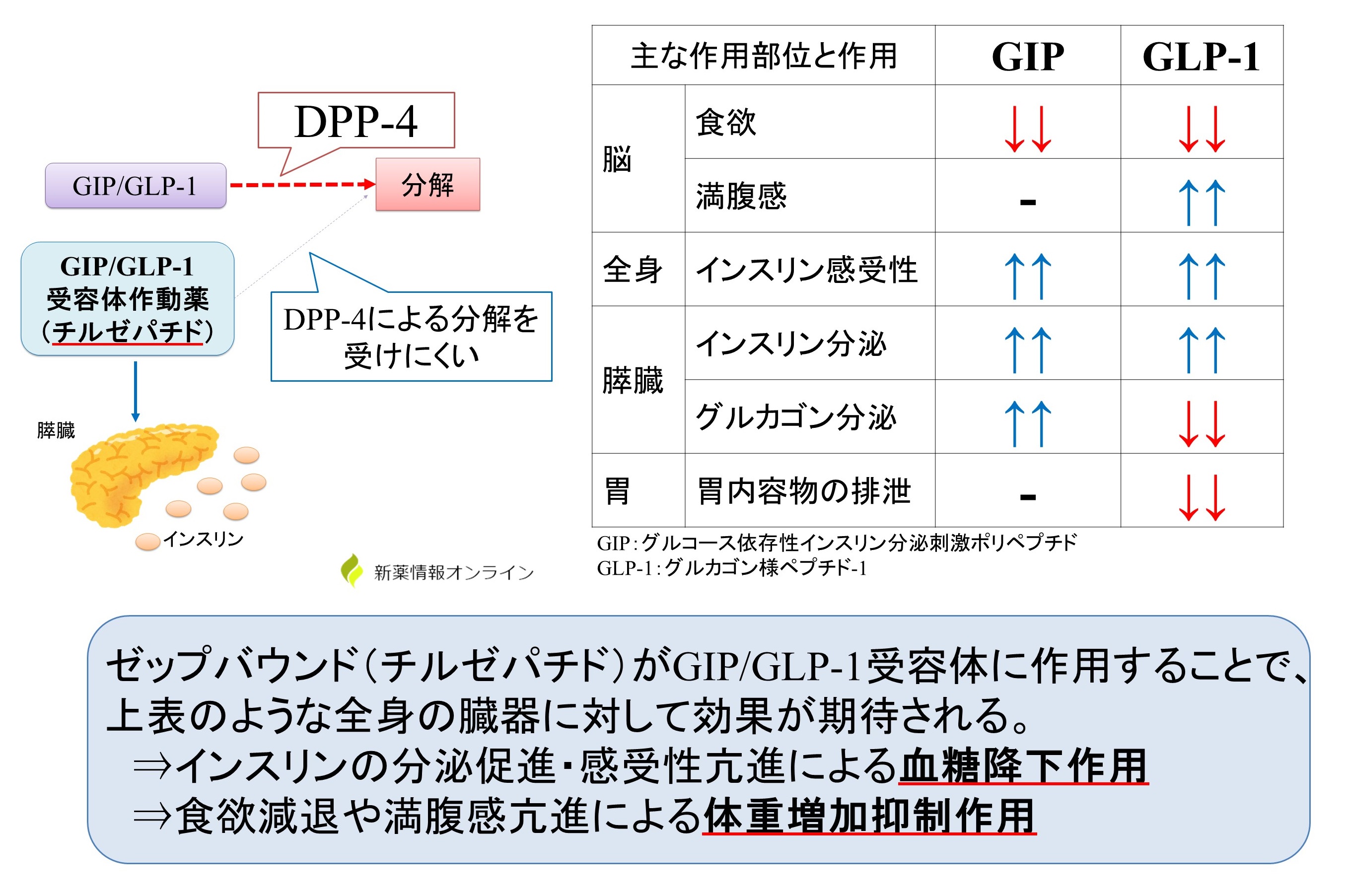 ゼップバウンド（チルゼパチド）の作用機序：GIP/GLP-1受容体作動