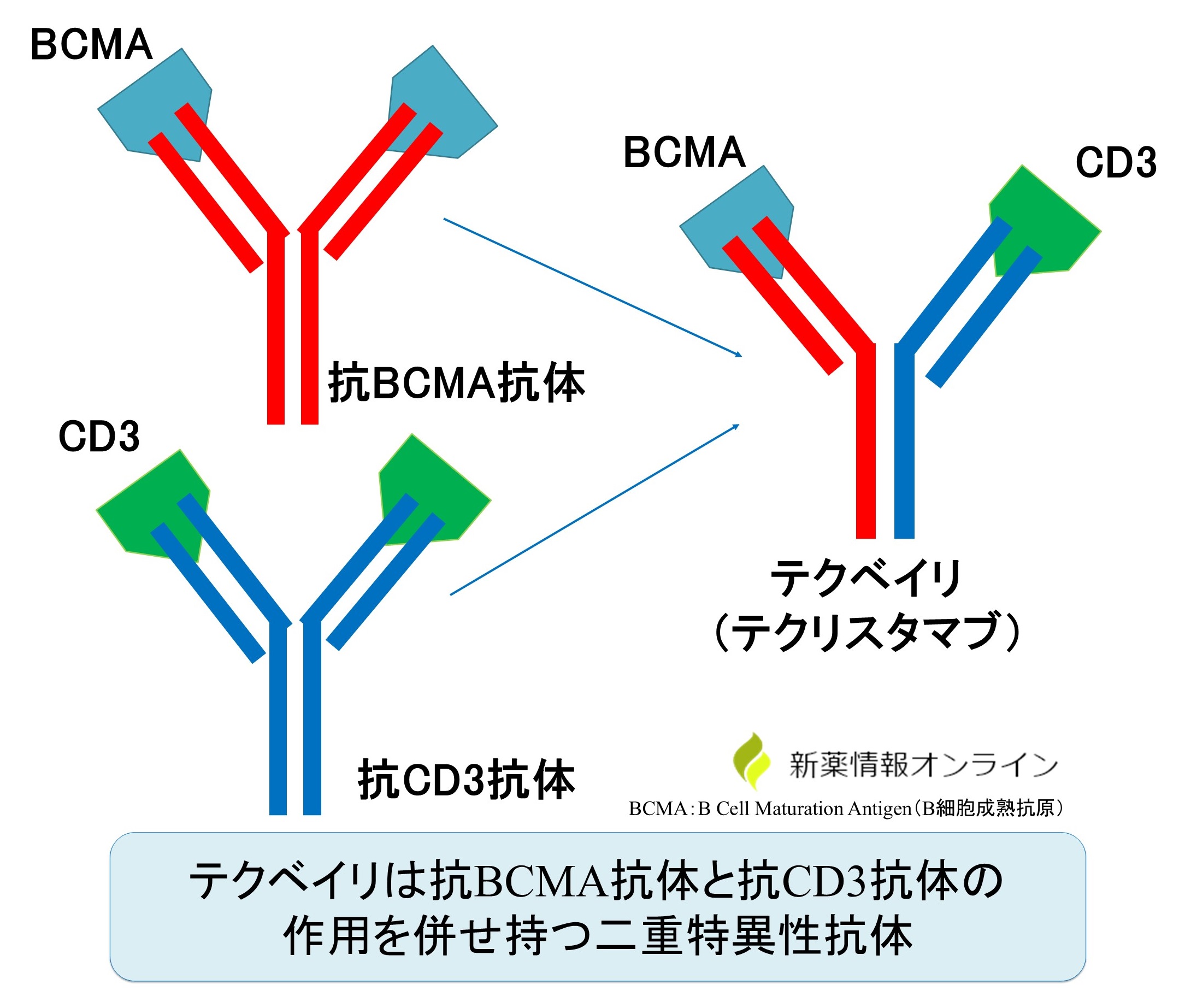 テクベイリ（テクリスタマブ）の構造：BCMAとCD3と共に結合可能な二重特異性抗体薬