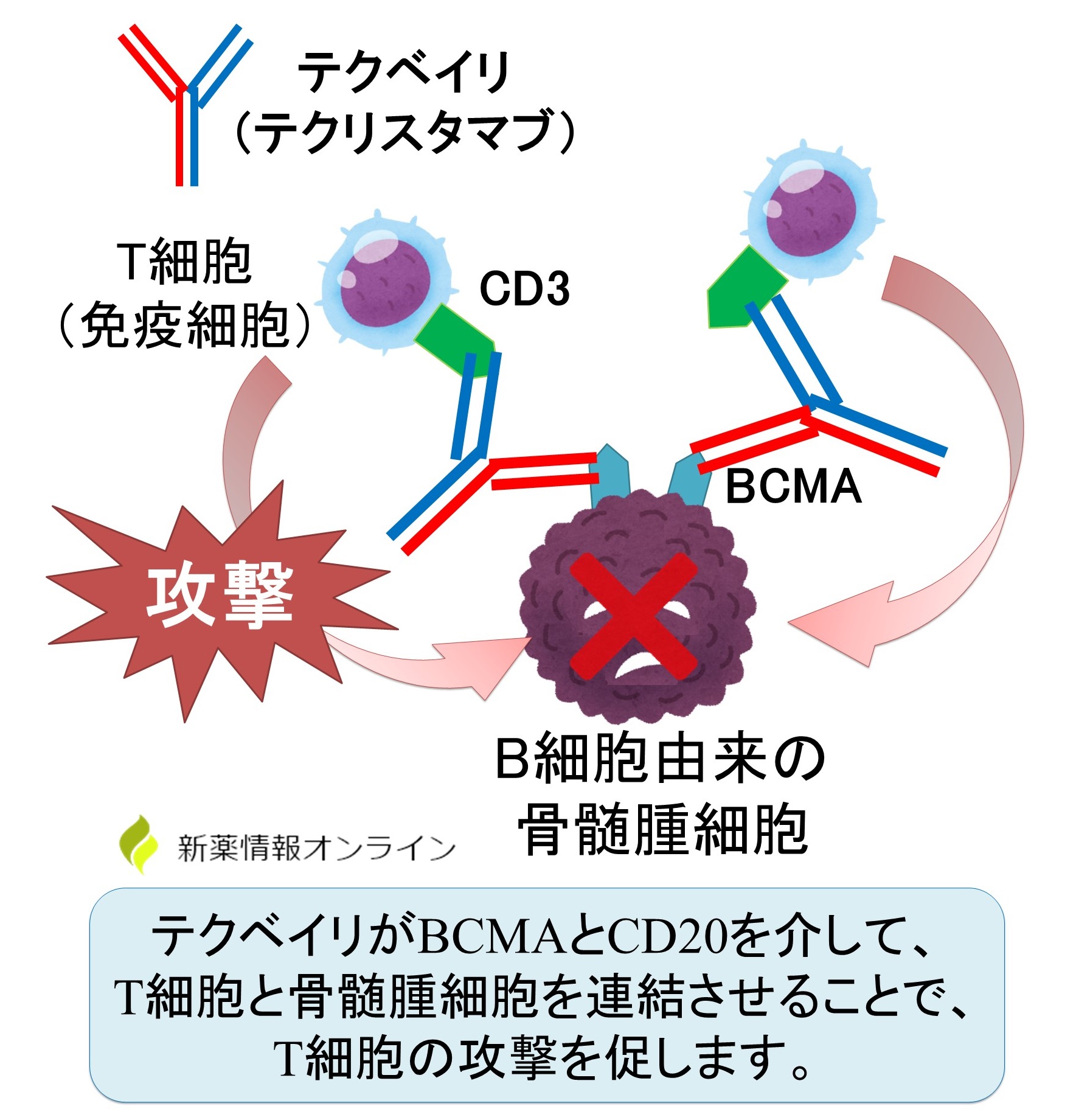 テクベイリ（テクリスタマブ）の作用機序：骨髄腫細胞のBCMAと免疫細胞のCD3を架橋することで、骨髄腫細胞を攻撃する