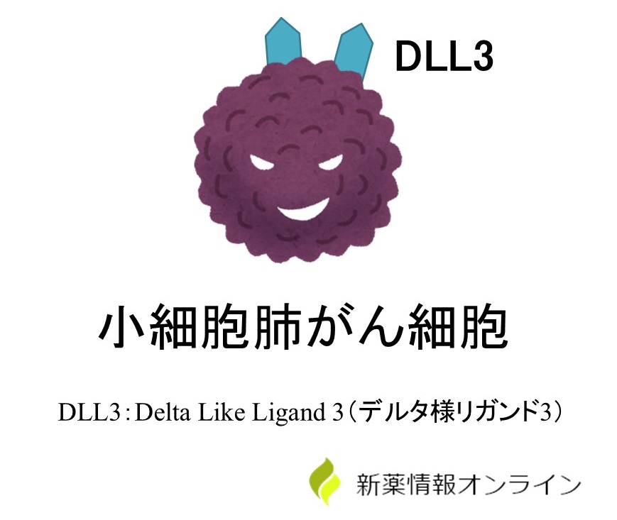 DLL3（Delta Like Ligand 3：デルタ様リガンド3）は小細胞肺がんによく発現している