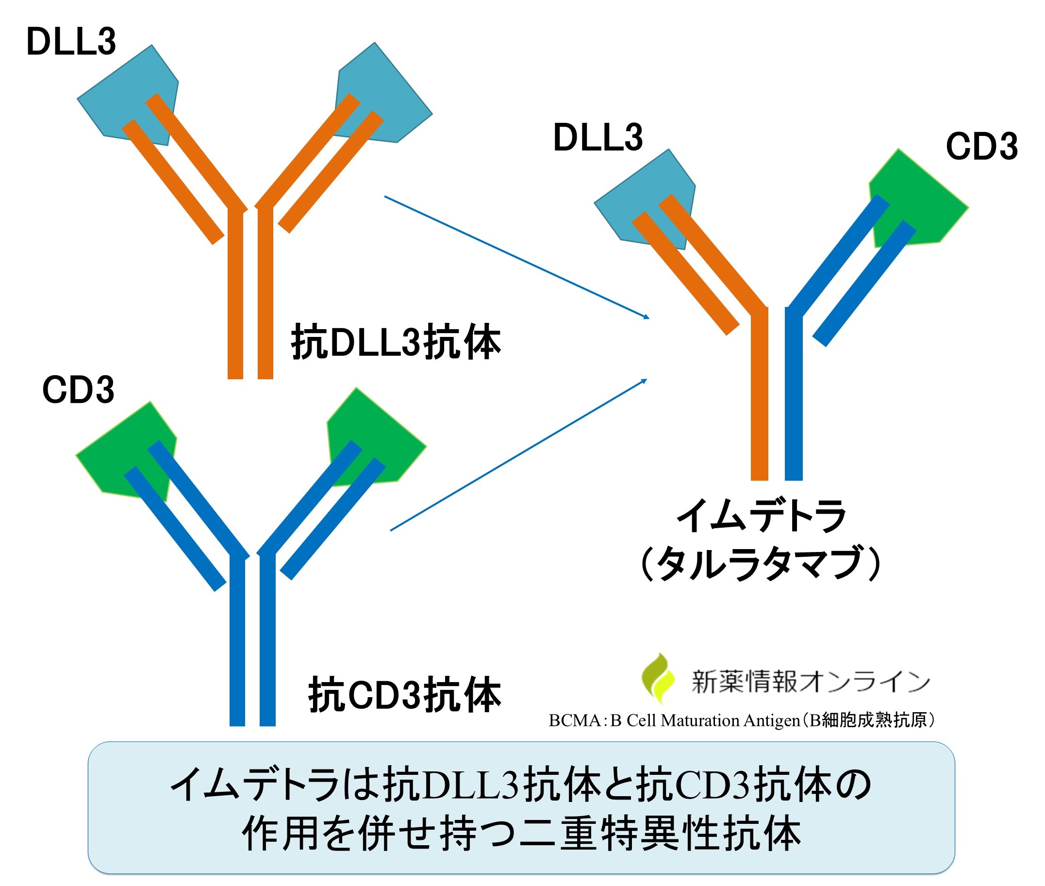 イムデトラ（タルラタマブ）の構造