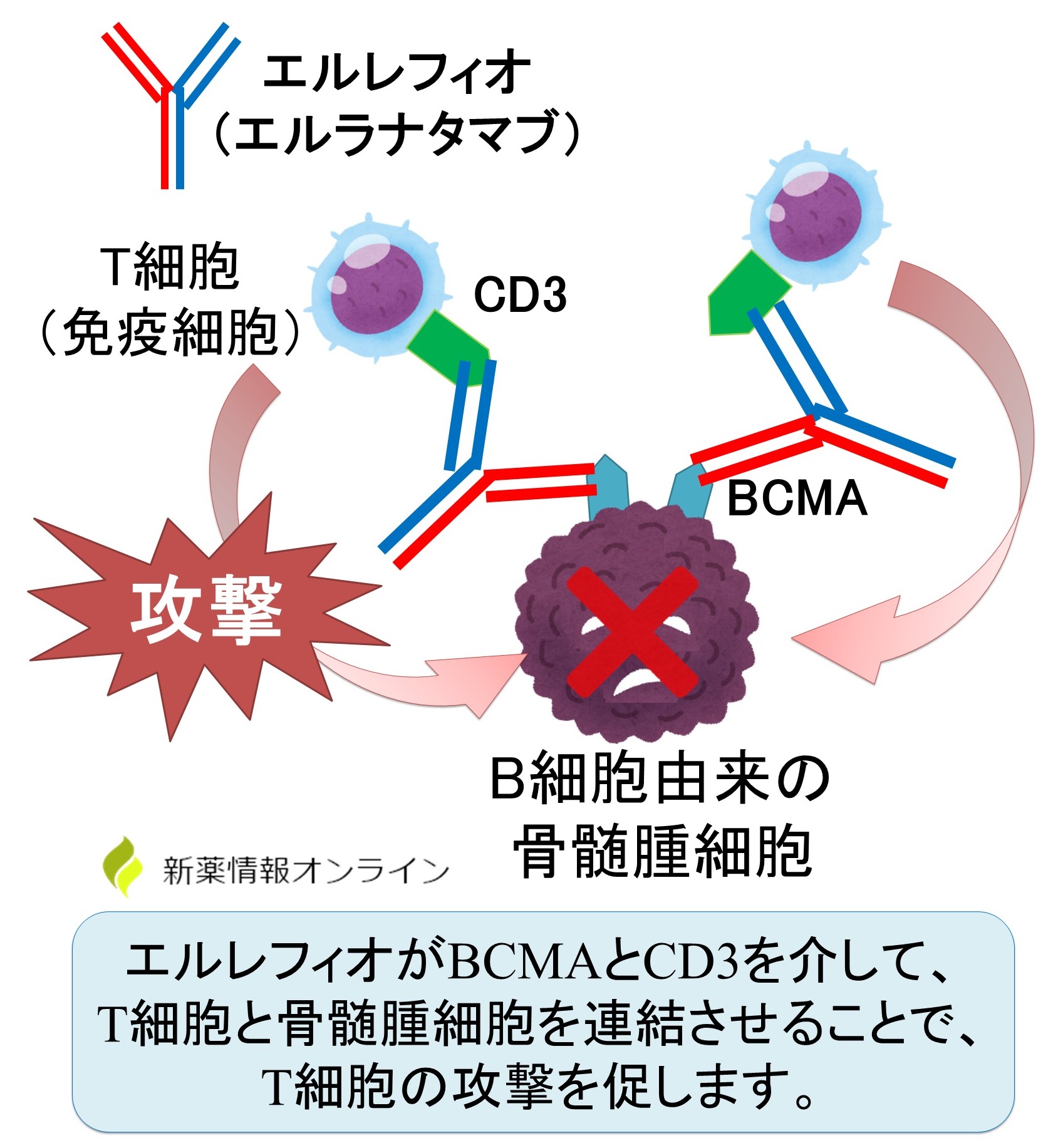 エルレフィオ（エルラナタマブ）の作用機序：骨髄腫細胞のBCMAと免疫細胞のCD3を架橋することで、骨髄腫細胞を攻撃する