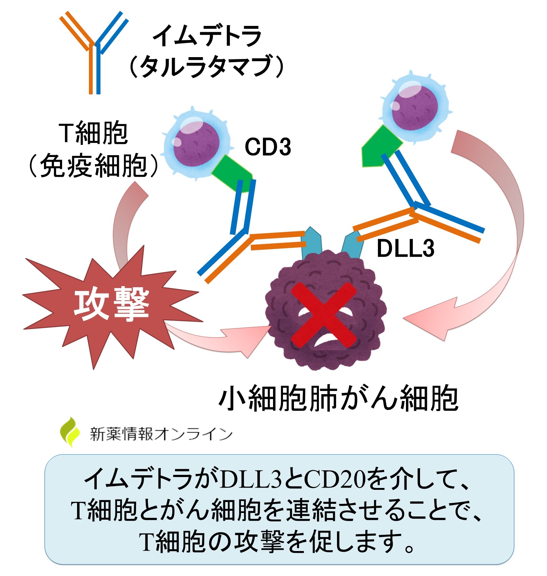 イムデトラ（タルラタマブ）の作用機序：DLL3とCD3の二重特異性抗体