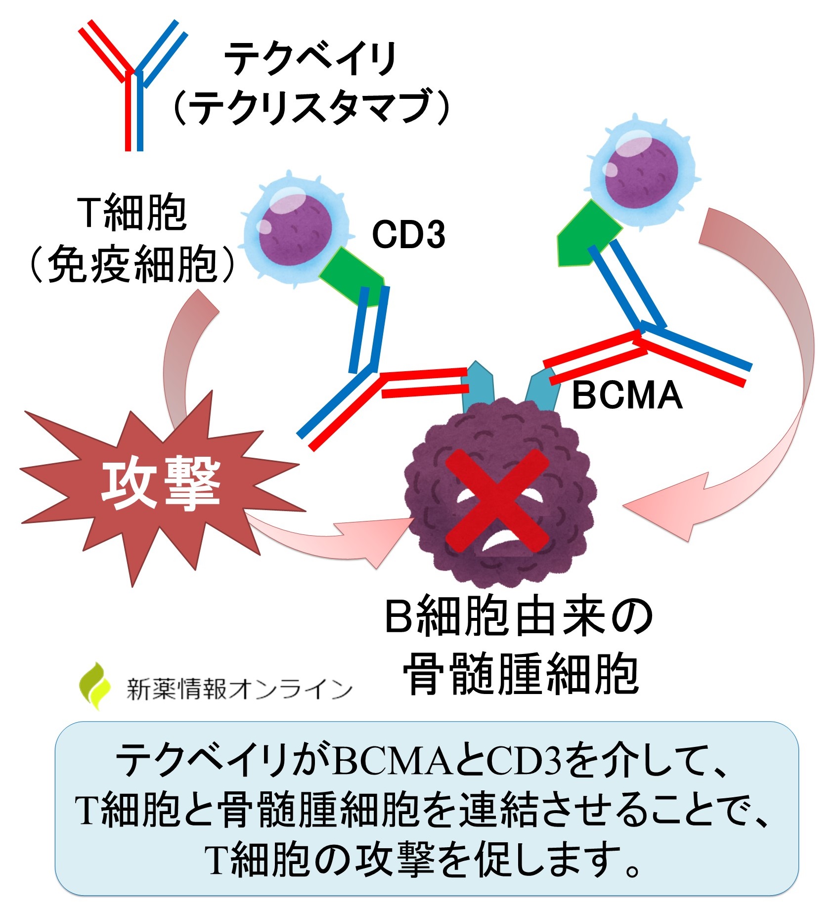 テクベイリ（テクリスタマブ）の作用機序：骨髄腫細胞のBCMAと免疫細胞のCD3を架橋することで、骨髄腫細胞を攻撃する