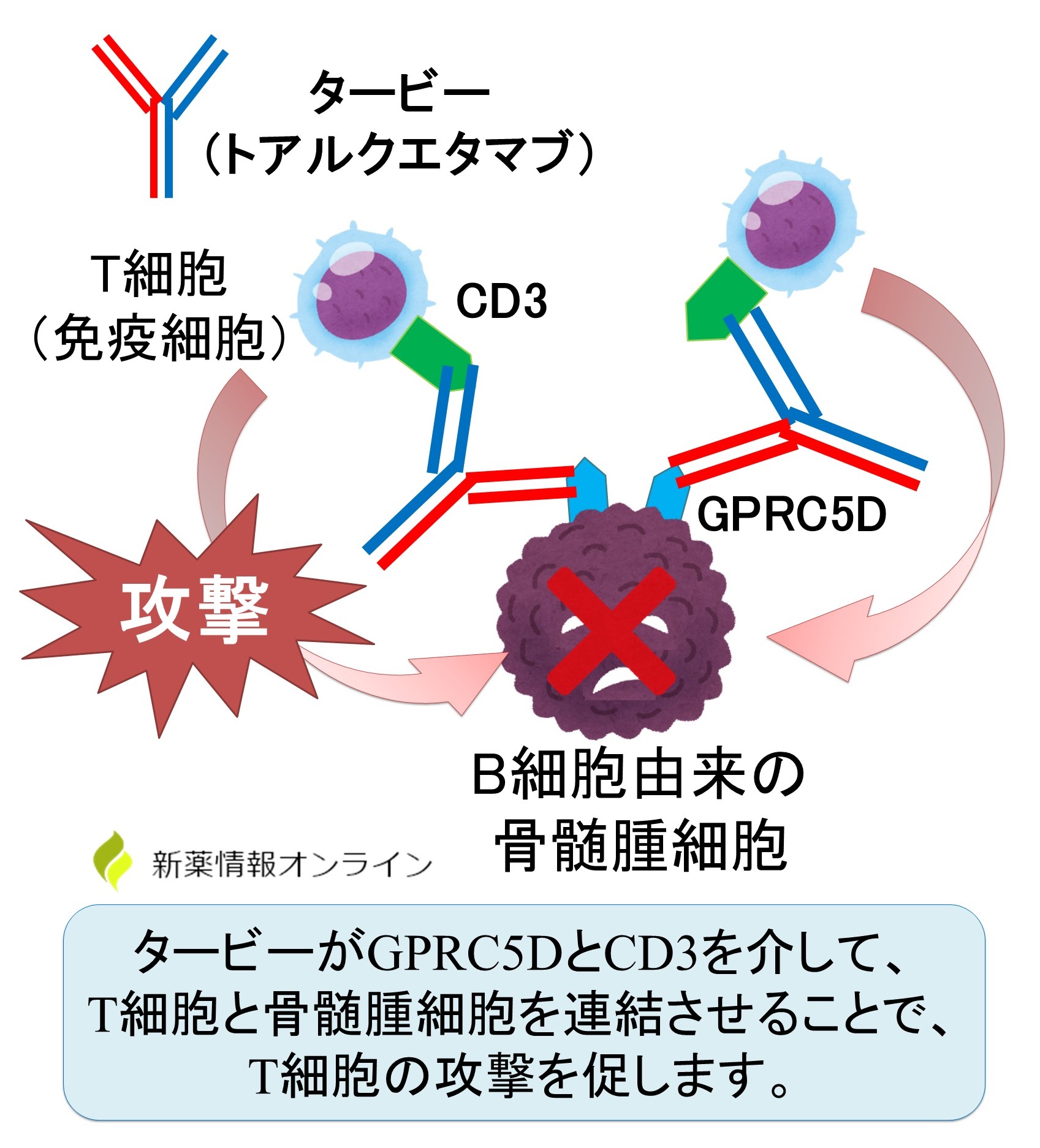 タービー（トアルクエタマブ）の作用機序：骨髄腫細胞のGPRC5Dと免疫細胞のCD3を架橋することで、骨髄腫細胞を攻撃する