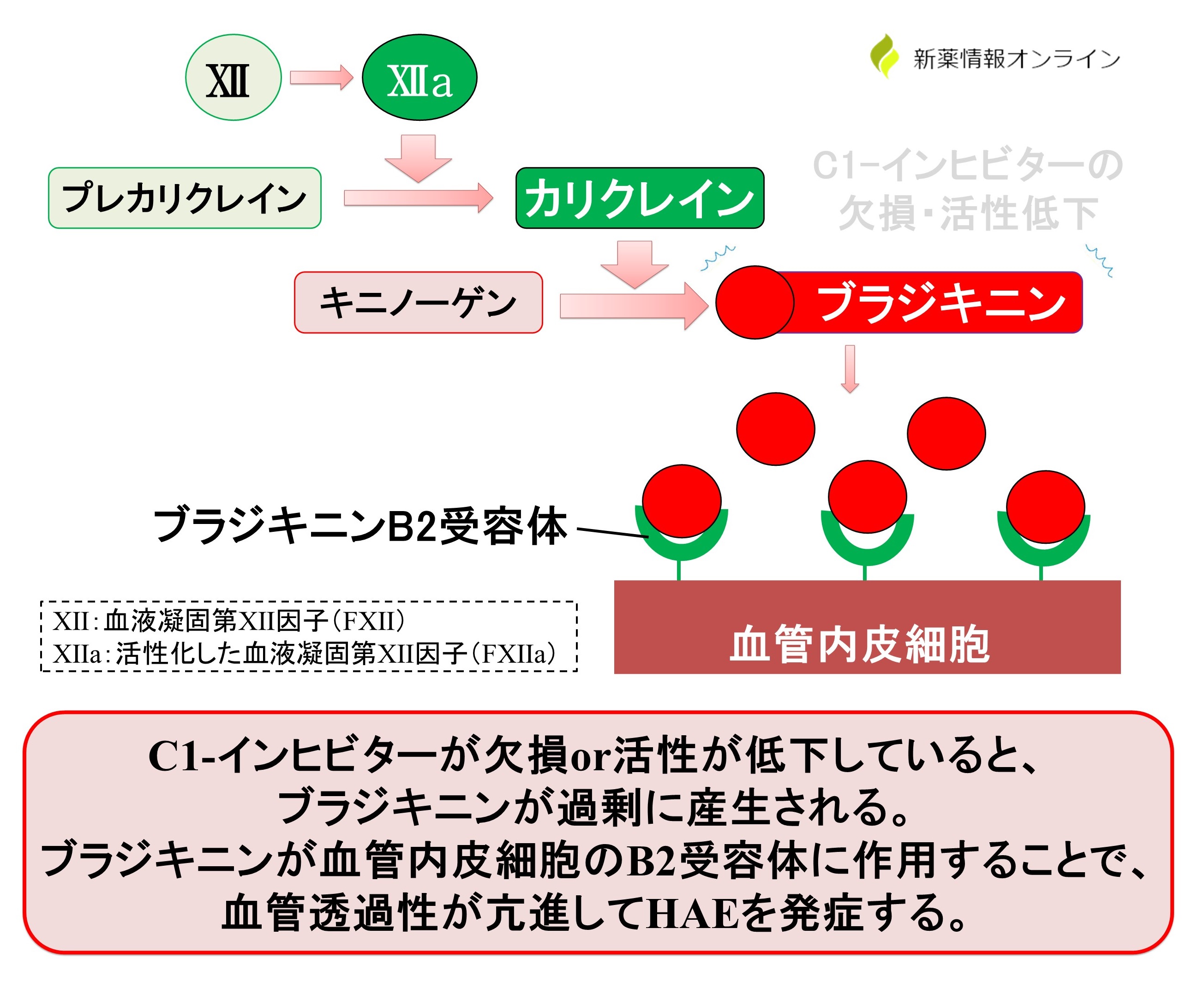 HAEにおけるブラジキニンの産生のカスケード：血液凝固第Ⅻ因子から始まって、ブラジキニンB2受容体までの図