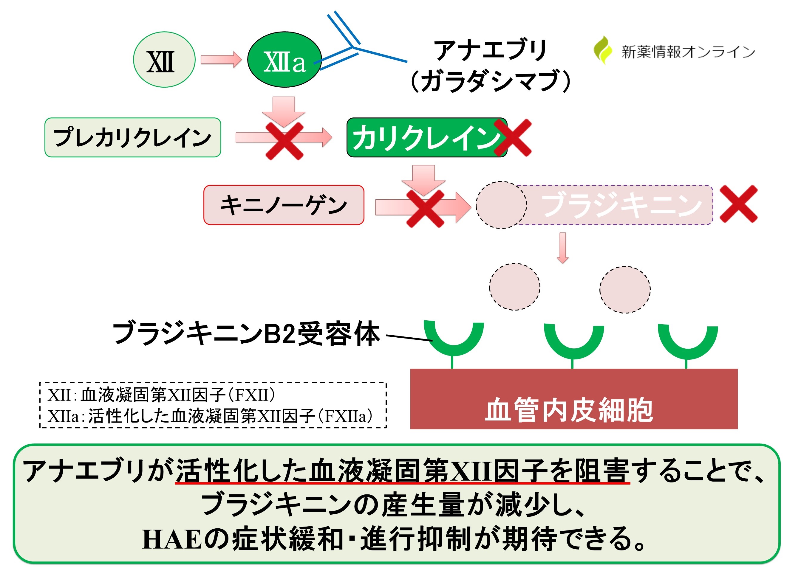 アナエブリ（ガラダシマブ）の作用機序：抗FⅫa抗体薬